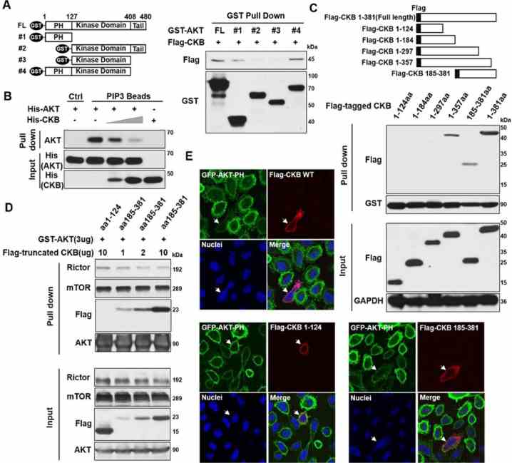 CKB interacts with AKT PH domain through its C-terminal. (A) Schematic of GST-tagged AKT full-length (FL) and truncation mutants (left). The 293T cells were transfected with cDNA vectors for GST-tagged AKT FL or truncations, together cDNA plasmid for Flag-tagged CKB FL protein. GST-tagged AKT proteins were immunoprecipitated by glutathione sepharose beads from co-transfected cells, followed by immunoblotting for Flag and GST (right). (B) PIP3 coated agarose beads were incubated with purified His-tagged AKT (2ug) and/or His-tagged CKB (0, 1 or 2ug) as indicated. PIP3 binding proteins were pulled down. Immunoblots for AKT and CKB were shown. (C) Schematic of Flag-tagged CKB FL and truncation mutants (top). GST-tagged AKT proteins were pull down by glutathione sepharose beads from 293T cells co-transfected with plasmids for GST-tagged AKT FL and Flag-tagged CKB FL or truncations as indicated (middle). Immunoblots on input whole cell lysates are in the bottom. (D) 293T cells were co-transfected with GST-tagged AKT vector and indicated amounts of Flag-tagged CKB truncation vectors. GST-tagged AKT proteins were pull down by glutathione sepharose beads from these cells. Immunoblots for Rictor, mTOR, Flag and AKT were analyzed. (E) Representative immunofluorescence images for GFP-AKT-PH fusion protein (green), Flag-CKB FL protein or Flag-CKB truncations (red) and nuclei (blue). PC3 cells expressing GFP-AKT-PH were transfected with Flag-CKB plasmids. White arrows indicate the PC3 cells transfected with the corresponding CKB full length or truncated cDNA constructs. Untransfected cells in the same wells serve as controls. Additional representative images are in Supplementary Figure S5. Quantifications of GFP-AKT-PH signal ratios on membrane vs cytoplasm in multiple untransfected and transfected cells are presented in Figure S6A. These immunoblotting and IF experiments have been repeated twice, which has yielded same conclusions. Results from a representative experiment are shown (color version of figure is available online).