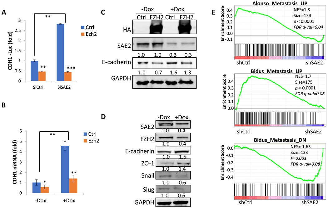 (A) Knockdown of SAE2 increased CDH1 gene promoter activity and overexpression of EZH2 reversed the effect. HCT116 cells were transfected with control siRNA (siCtrl) or SAE2-targeting siRNA (siSAE2) together with an empty vector (Ctrl) or EZH2-expression plasmid (EZH2). CDH1 promoter reporter plasmid and Renilla plasmid were also transfected and CDH1 promoter activity was measured using dual-luciferase assay after 72 h. (B) Stable knockdown of SAE2 increased CDH1 mRNA level and overexpression of EZH2 reversed the effect. (C) Knockdown of SAE2 increased and overexpression of EZH2 suppressed E-cadherin protein level. HCT116 cells without (?Dox) or with (+Dox) SAE2 knockdown were transfected with empty vector (Ctrl) or EZH2-expression plasmid (EZH2). CDH1 coding protein E-cadherin was detected using western blot. Relative protein band intensity was quantified using Image J, normalized to GAPDH and labeled below each blotting band. SAE2 level was blotted to confirm Dox-induced SAE2 knockdown and HA-tag was blotted to confirm the expression of transfected HA-EZH2. GAPDH was used as loading control. (D) Knockdown of SAE2 increased E-cadherin and ZO-1 but decreased N-cadherin, Snail, and Slug. Protein was extracted from HCT116 cells without (?Dox) or with (+Dox) SAE2 knockdown and SAE2, EZH2, E-cadherin, ZO-1, Snail, and Slug were detected using western blot. Relative protein band intensity was quantified using Image J, normalized to GAPDH, and labeled below each blotting band. (E) GSEA revealed that “Alonso_Metastasis_UP” (top) and “Bidus_Metastasis_UP” (middle) gene sets were enriched in the HT29 control group (shCtrl) in comparison to the SAE2 knockdown group (shSAE2), whereas “Bidus_Metastasis_DN” gene sets (bottom) were enriched in the SAE2 knockdown group compared to the control group. Estimated variation is indicated as SD, p values were derived using a two-tailed Student’s t-test. * p < 0.05, ** p < 0.01, *** p < 0.001.
