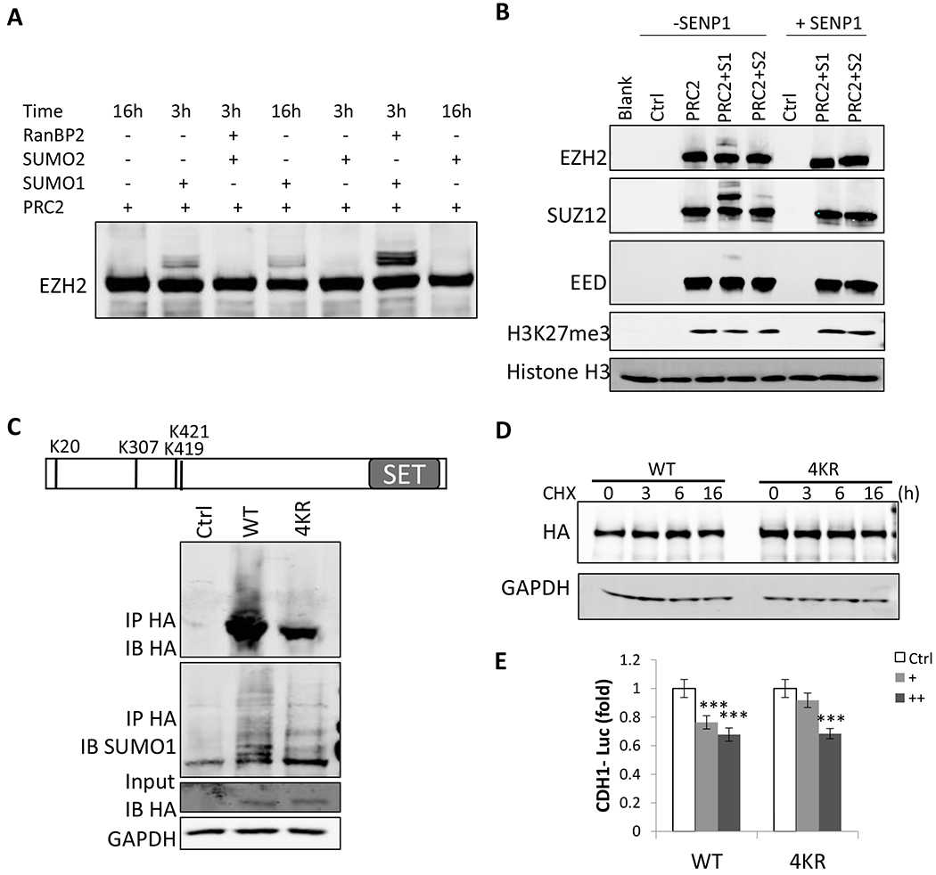 (A) A representative blot of in vitro SUMOylation of purified PRC2 (Creative-Biomart) by incubating with recombinant SUMO E1 (SAE1/SAE2), SUMO E2 enzyme (UBC9), and SUMO1 or SUMO2, and without or with RanBP2 (an E3) at 30oC for 3 h or 16 h. EZH2 was detected by western blot. (B) A representative blot of in vitro histone methytransferase assay with PRC2 after PRC2 in vitro SUMOylation. SUMOylated PRC2 from in vitro SUMOylation was incubated with or without SENP1 for 30 min, and then histone H3 and S-adenosyl methionine were added for 60 min. Then, western blots were performed to detect H3K27me3 level. (C) Top, schematic diagram indicating the three detected and one predicted SUMOylation sites of EZH2—K20, K307, K419 and K421. 293T cells were transfected with plasmids expressing HA-tagged WT or mutant EZH2 with 4 SUMOylation sites mutated to arginine (4KR) along with an UBC9-expressing vector. Then, the expression of both WT and mutant EZH2 were detected by western blots with an anti-HA antibody. Cell lysates were immunoprecipitated with an anti-HA antibody under denaturing condition followed by immunoblotting with an anti-HA antibody and SUMO1 antibody. (D) SUMOylation did not affect EZH2 protein stability. Representative western blot of EZH2 in HCT116 cells transfected with HA-tagged EZH2 WT or 4KR mutant expression plasmid for 2 days, followed by treatment with 100 μg ml?1 CHX for indicated time. GAPDH was used as a loading control. (E) SUMOylation doesn’t affect EZH2 function in suppressing CDH1 promoter. HCT116 cells were transfected with empty vector (Ctrl), EZH2 WT or 4KR mutant together with CDH1 promoter reporter plasmid and renilla plasmid. EZH2 WT or 4KR plasmids were transfect with different doses (100 ng/well “+” and 200 ng/well “++”). CDH1 promoter activity was measured 48 h post transfection and normalized to renilla. Estimated variation is indicated as SD, p values were derived using a two-tailed Student’s t-test or ANOVA. ns, not significant, * p < 0.05, ** p < 0.01, *** p < 0.001.