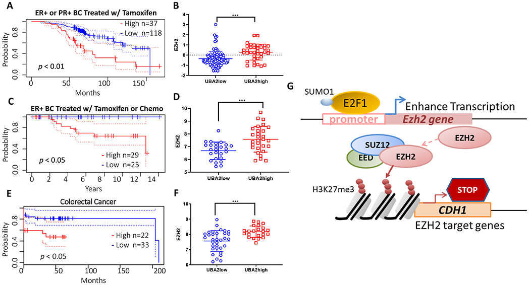 (A, B) Analysis for cohorts of 132 ER+ and/or PR+ breast cancer patients (GSE9893) treated with adjuvant tamoxifen therapy. (C, D) Analysis of cohort of 54 node-negative ER+ breast cancer patients (GSE7378) treated with tamoxifen or chemotherapy. The expression of SAE2 (UBA2) correlates to poor survival for both cohorts (A and C). Patients with high SAE2 (UBA2) (UBA2high group) showed higher EZH2 levels than patients with low SAE2 (UBA2) (UBA2low group) in both cohorts (B and D). A colon cancer cohort (GSE17537) also showed similar correlation (E and F). Kaplan-Meier plots were generated using online server Prognoscan. Solid lines represent two patient groups— high SAE2 level group (red) and low SAE2 level group (blue). Dotted lines indicate the 95% confidence intervals for each group. P values were derived using a two-tailed Student’s t-test. * p < 0.05, *** p < 0.001. (G) Schematic showing the mechanism of SUMOylation of E2F1 leads to increased EZH2 transcription, resulting in reduced E-cadherin levels.