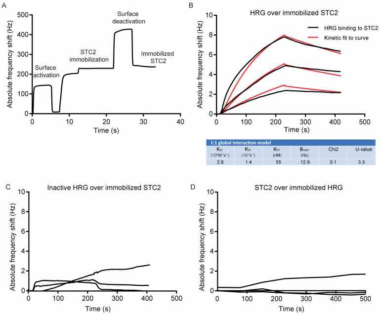 Affinity determination of HRG’s binding to STC2 using QCM. ( A ) The immobilization of STC2 on the QCM LNB sensor surface. ( B ) Sensorgram and kinetic analysis showing chip-immobilized STC2 and binding of HRG at three different concentrations: 50, 100 and 200 nM. Black lines: experimental curves. Red lines: fitted curves. For representative sensorgram shown, three injections per concentration, two independent experiments. ( C ) Sensorgram showing chip-immobilized STC2 and lack of binding of inactive HRG tested at three different concentrations: 50, 100 and 200 nM. For representative sensorgram shown, three injections per concentration, two independent experiments. ( D ) Sensorgram showing chip-immobilized HRG and lack of binding of STC2, tested at three different concentrations: 200 nM, 450 nM and 900 nM. For representative sensorgram shown, two injections per concentration, three independent experiments.