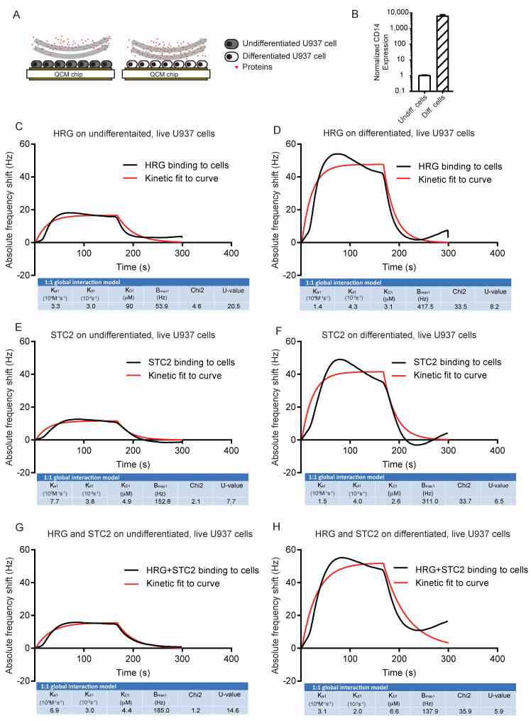 Binding of HRG and STC2 individually and together to live U937 cells. ( A ) Schematic outline of the experimental setup. Undifferentiated or vitD3 differentiated U937 cells, immobilized on QCM LNB chips with HRG, STC2 or a mix of the two, injected over chip surfaces. ( B ) Real-time qPCR data of CD14 expression normalized to GAPDH on undifferentiated and vitD3 differentiated U937 cells seeded on the QCM chip. Three independent analyses. ( C – F ) Representative sensorgram showing frequency response from injections over undifferentiated ( C , E , G ) and vitD3 differentiated ( D , F , H ) live U937 cells. Black lines: experimental curves. Red lines: fitted curves of the 1:1 interaction model. For representative sensorgrams shown, three injections per concentration, two independent experiments.