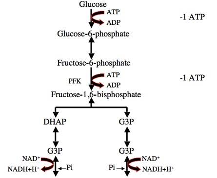 Glycolysis breaks down glucose into two pyruvate molecules.