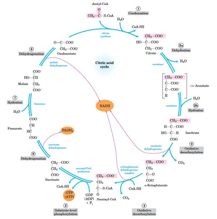 Citric acid cycle diagram showing substrates, products, and enzymes.