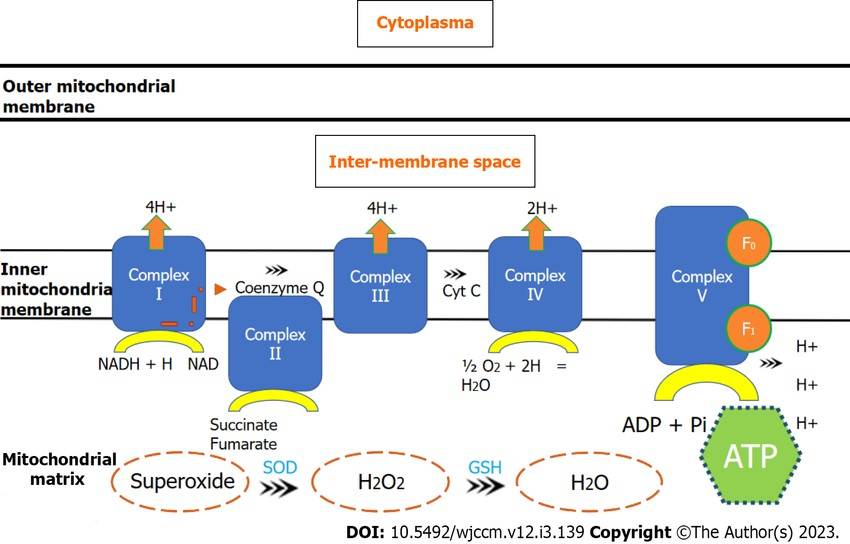 Electron transport chain occurring in the mitochondrial inner membrane.