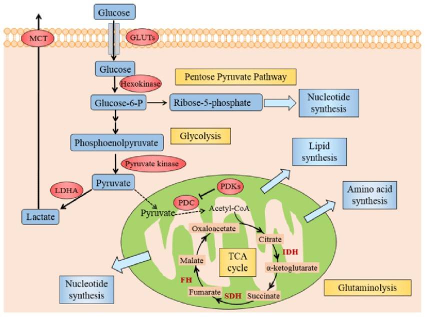 Warburg effect in cancer cells: pyruvate is converted to lactic acid.