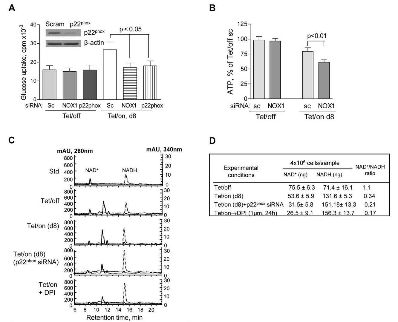 NOX supports glycolysis in cells with mitochondrial defects, affecting glucose uptake, ATP, and NAD+ levels.