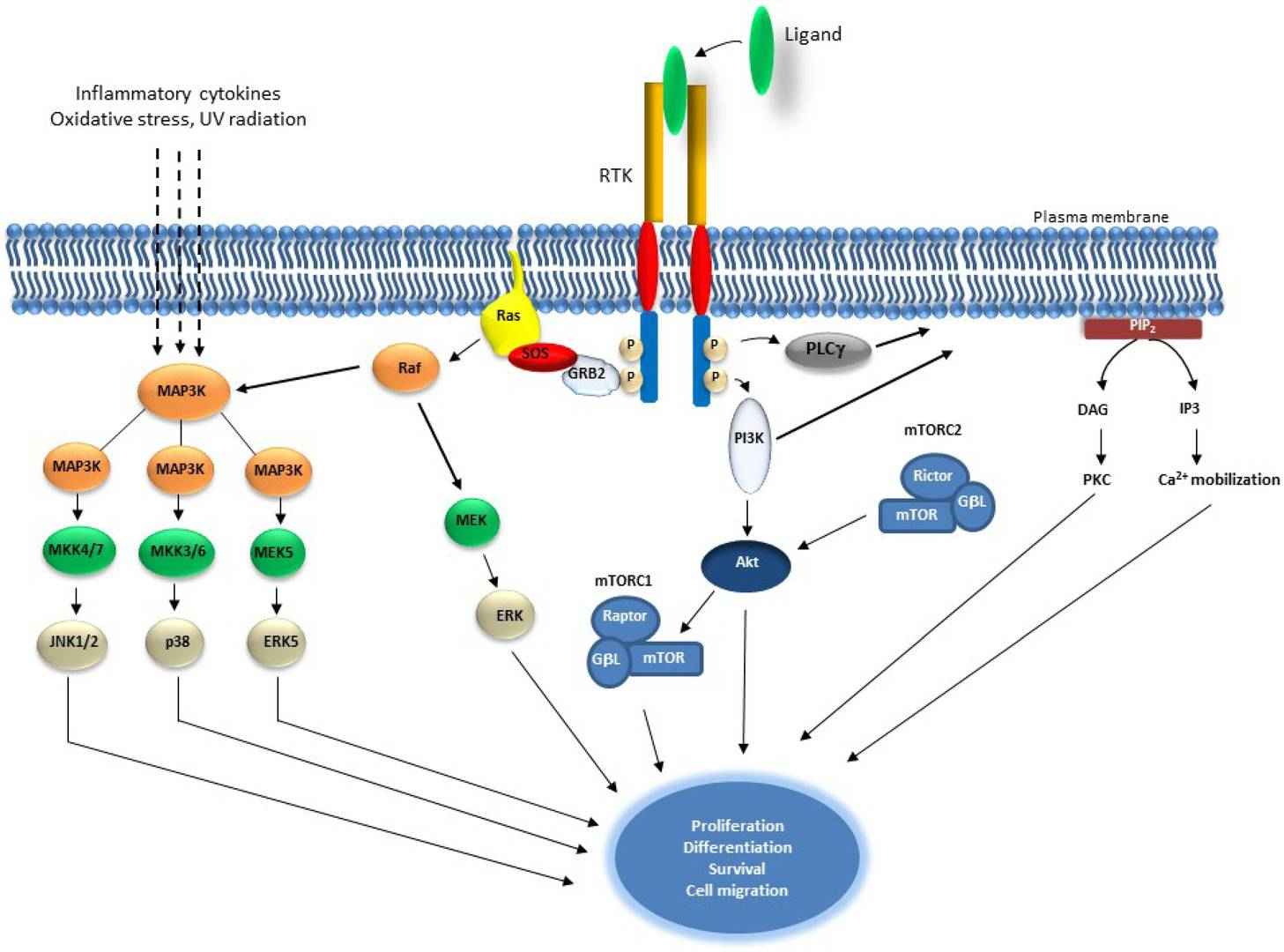 Pathway diagram showing receptor tyrosine kinase activation and its downstream signaling cascades.