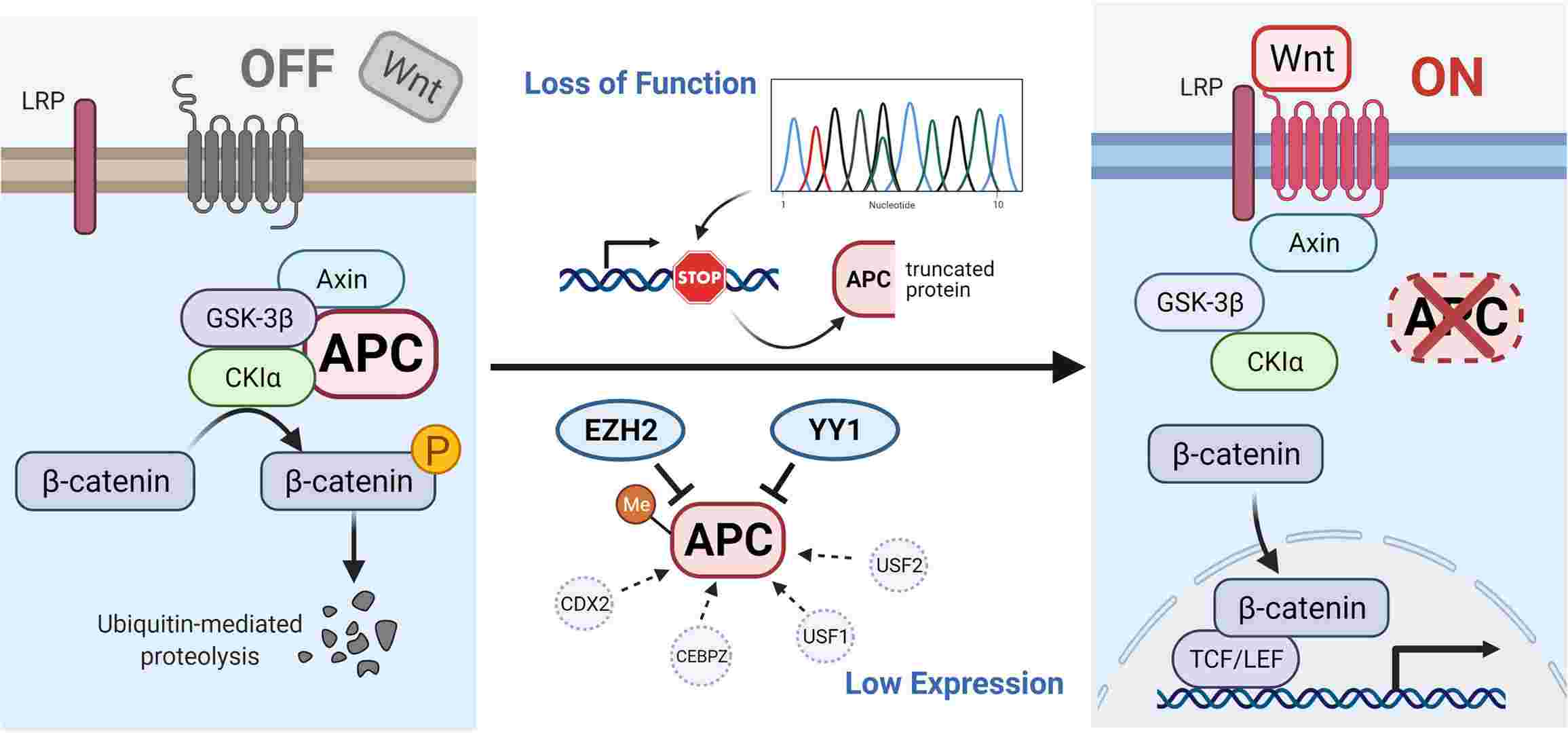 Illustration of APC gene pathways: inactive Wnt signaling degrades β-catenin, while APC mutations activate Wnt, altering gene expression