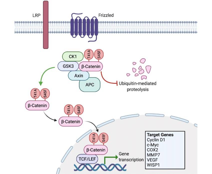 Mutated CTNNB1 in desmoid tumors prevents β-catenin degradation, driving unregulated gene transcription, proliferation, angiogenesis, and invasiveness.