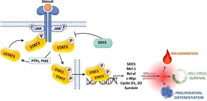 JAK activation induces STAT phosphorylation, dimerization, and nuclear translocation, regulating gene expression.