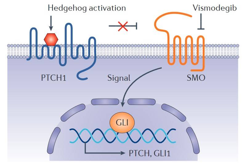 Illustration showing Vismodegib inhibiting SMO receptor in the Hedgehog signaling pathway.