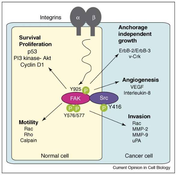 Summary of FAK–Src signaling connections in normal and cancer cells.