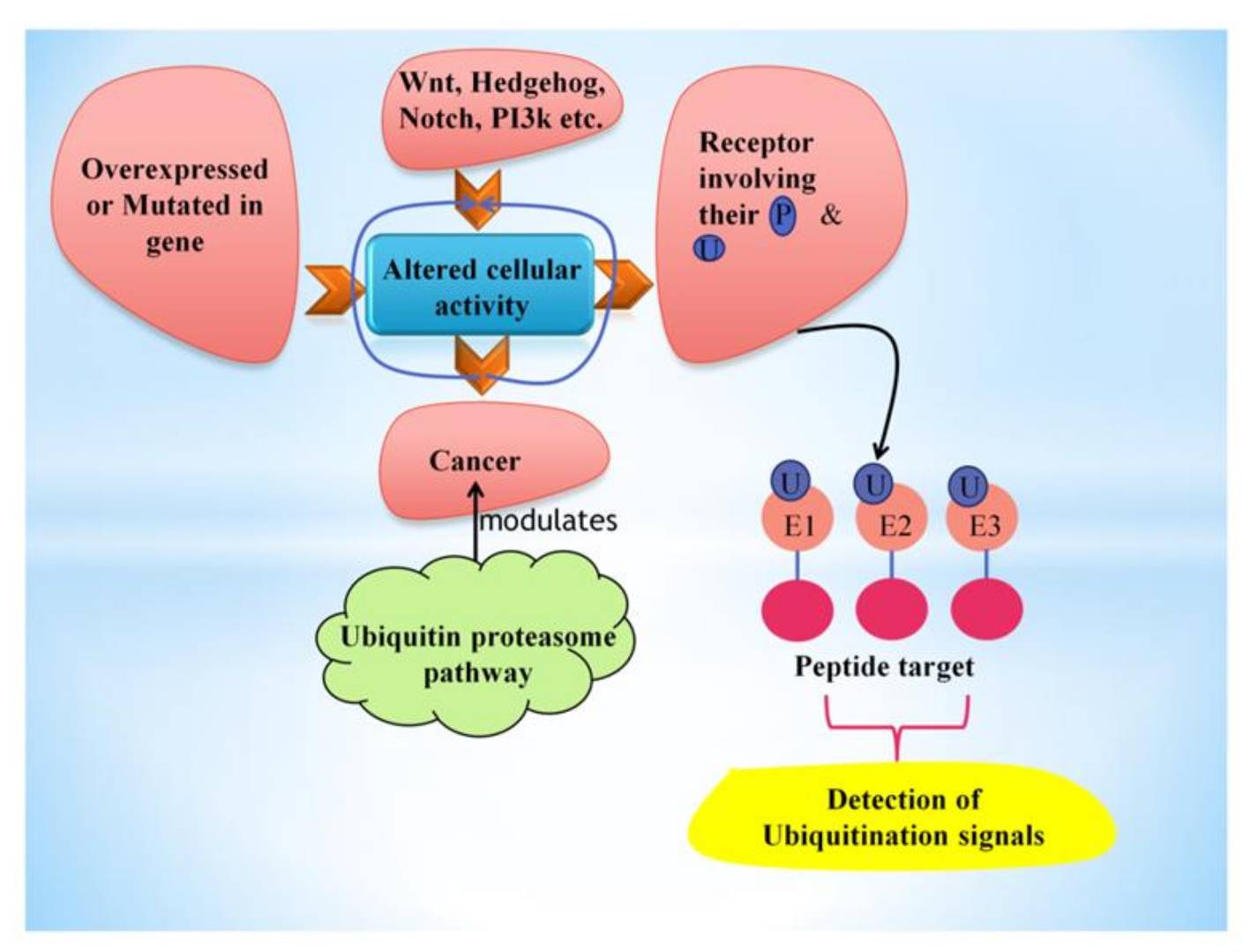 Diagram of cellular activity alteration in cancer influenced by ubiquitin-proteasome pathway.