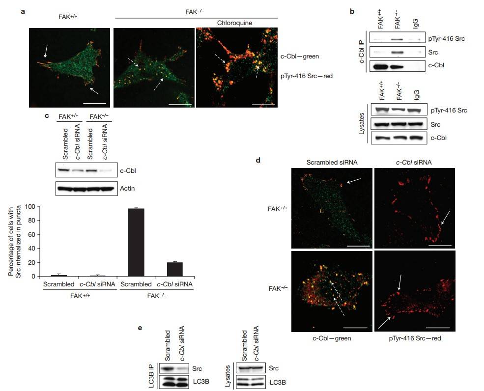 Src trafficking into intracellular puncta requires c-Cbl, showing co-localization in adhesions, autophagosomes, and immunoprecipitation analysis.