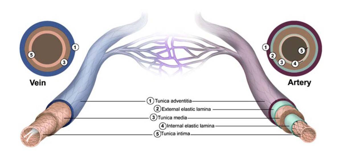 Structural features of blood vessels: arteries have aligned endothelial cells, smooth muscle layers, and elastic fibers; veins lack elastic laminae and have valves.