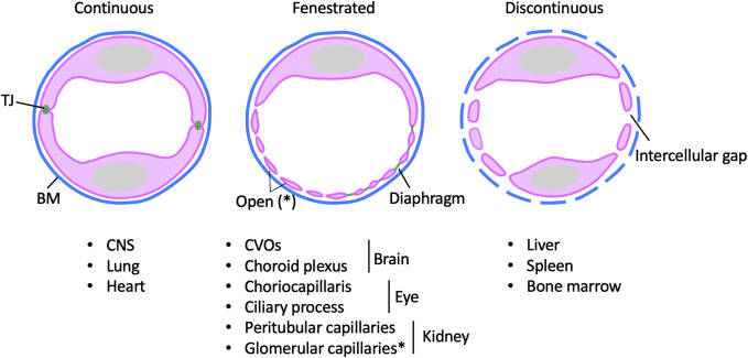 Morphological configurations of microvascular endothelial cells: continuous, fenestrated and discontinuous ECs.