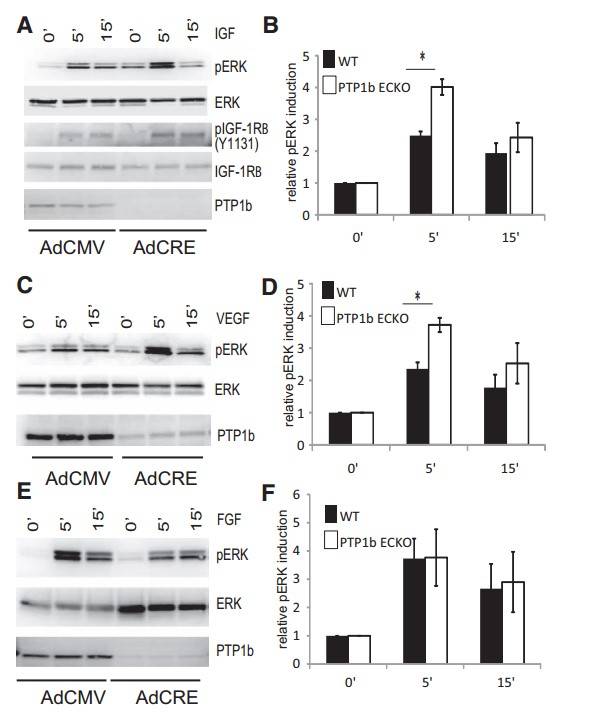 Increased IGF-1 and VEGF-A signaling in PTP1bECKO cells: enhanced phosphorylation of IGF1 receptor and MAP kinase compared to wild-type, but unchanged with FGF2.