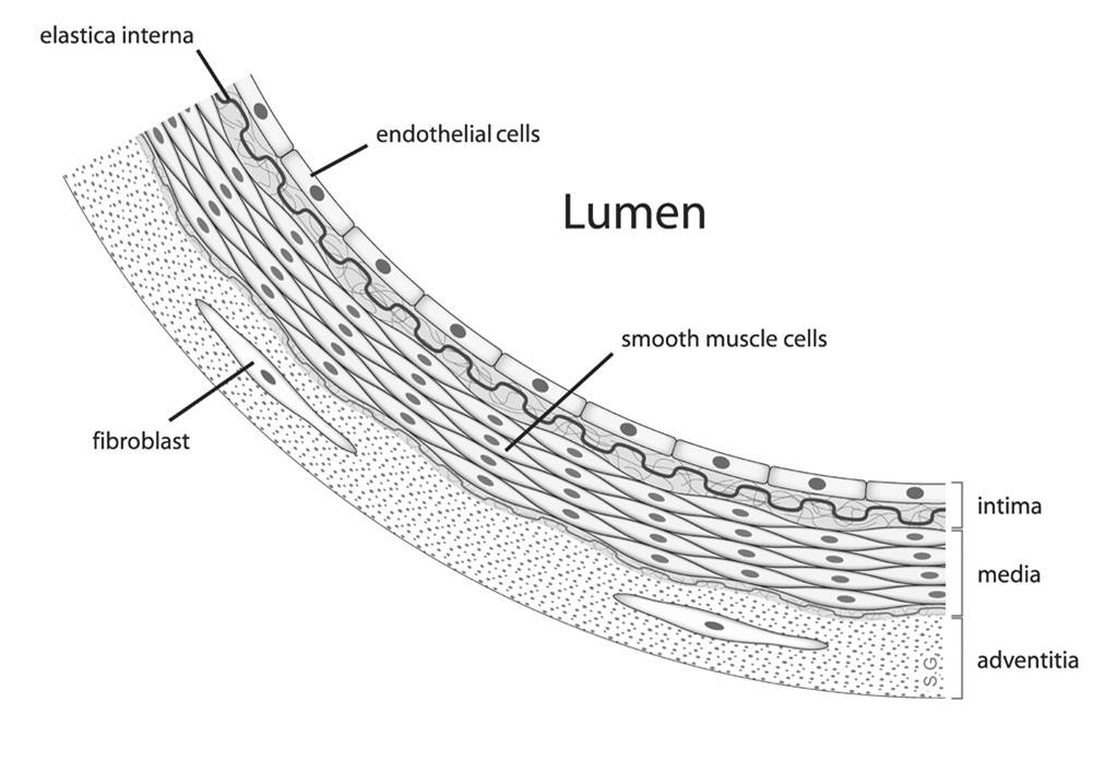 Vascular smooth muscle cells are found primarily in the media of blood vessels.