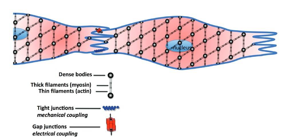 Fusiform smooth muscle cells with actin-myosin myofilaments, tight junctions, gap junctions, and dense bodies resembling Z-disks.