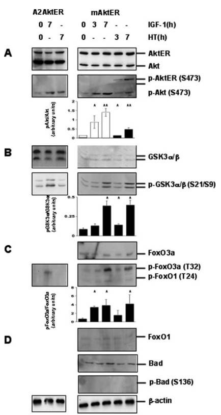 Akt phosphorylates FoxO3a and GSK3 in VSMCs, with IGF1 or HT treatment increasing phosphorylation levels.