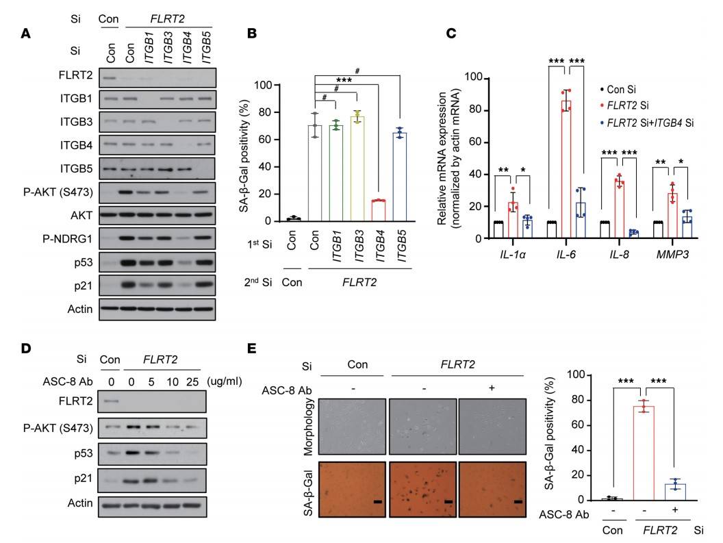 FLRT2 depletion induces senescence in HUVECs through ITGB4, mTORC2, and AKT signaling, affecting SA-β-Gal activity.