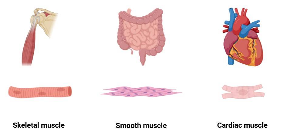 Types of muscles: skeletal muscle, smooth muscle and cardiac muscle.