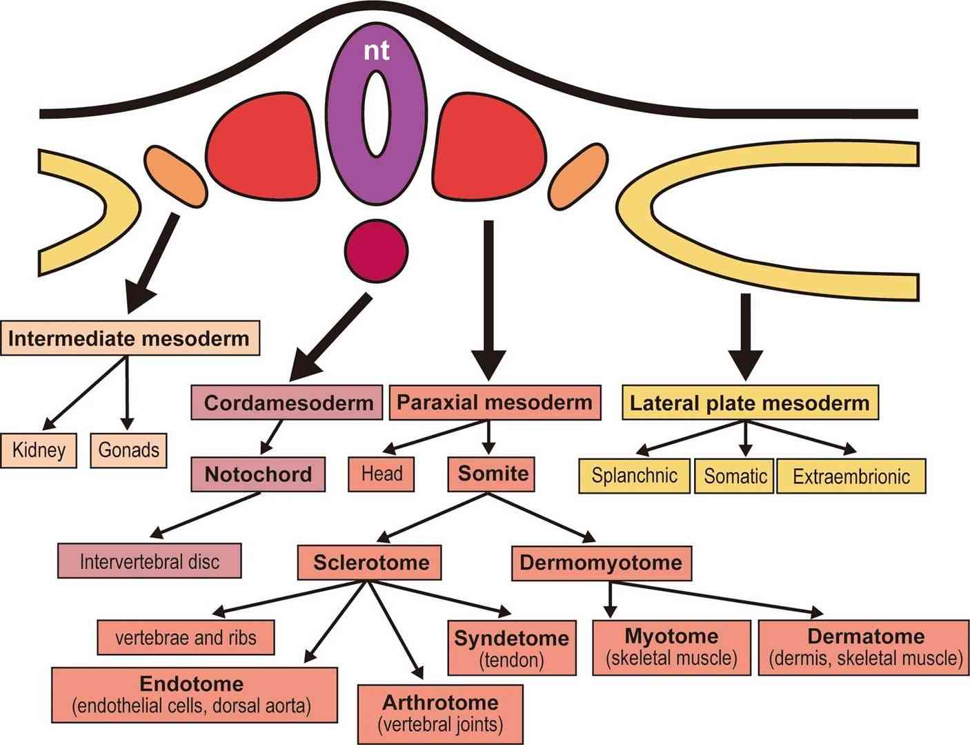 Mesodermal derivatives: axial skeleton, kidneys, gonads, circulatory systems, body wall, and limbs.