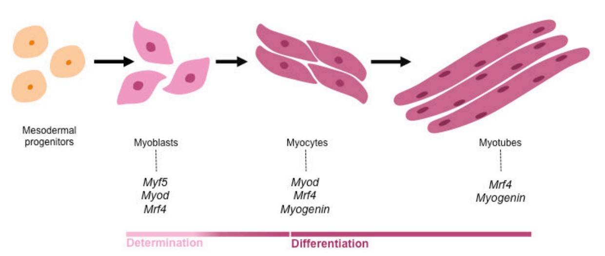 MRFs, including MYOD, MYF5, MYOG, and MRF4, regulate muscle cell determination and differentiation.