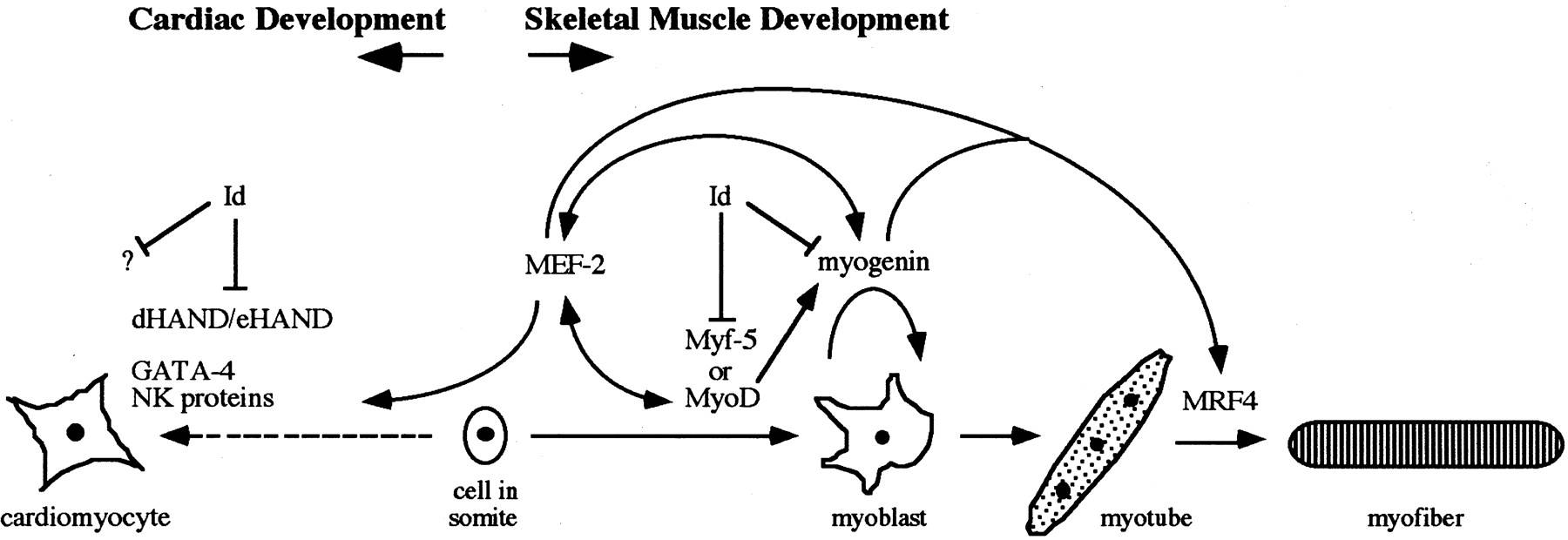 MyoD, Myf-5, and Myogenin regulate myoblast differentiation, while Id and MEF-2 interact in cardiac muscle development.