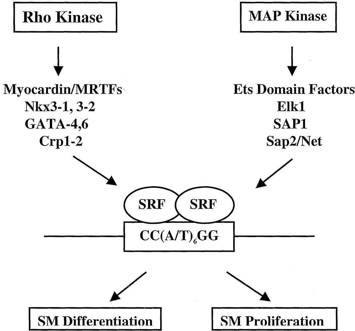 SRF-CArG interactions, modulated by accessory factors, regulate smooth muscle growth and differentiation via signaling pathways.