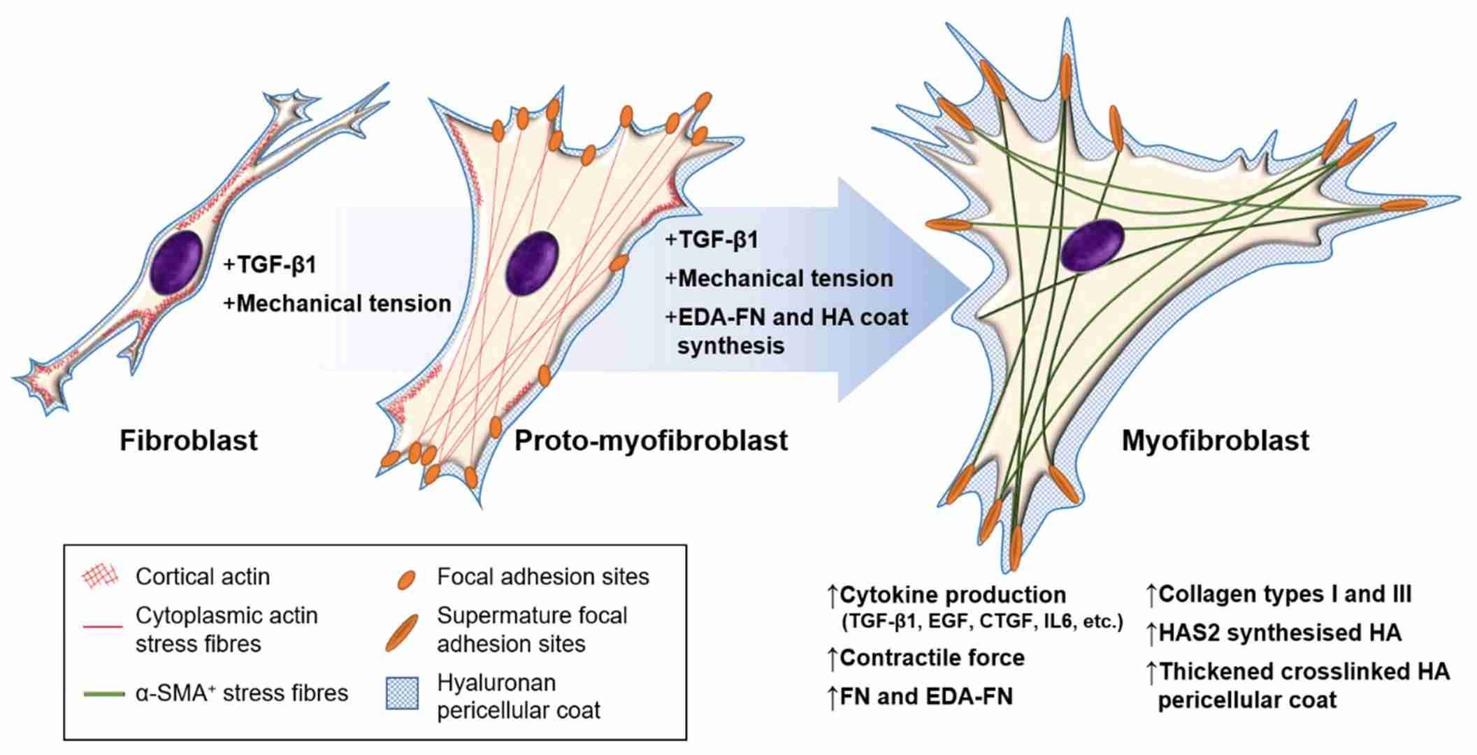 Fibroblast-to-myofibroblast differentiation involves TGF-β1/Smad signaling, mechanotransduction, and phenotype-maintaining modulators.