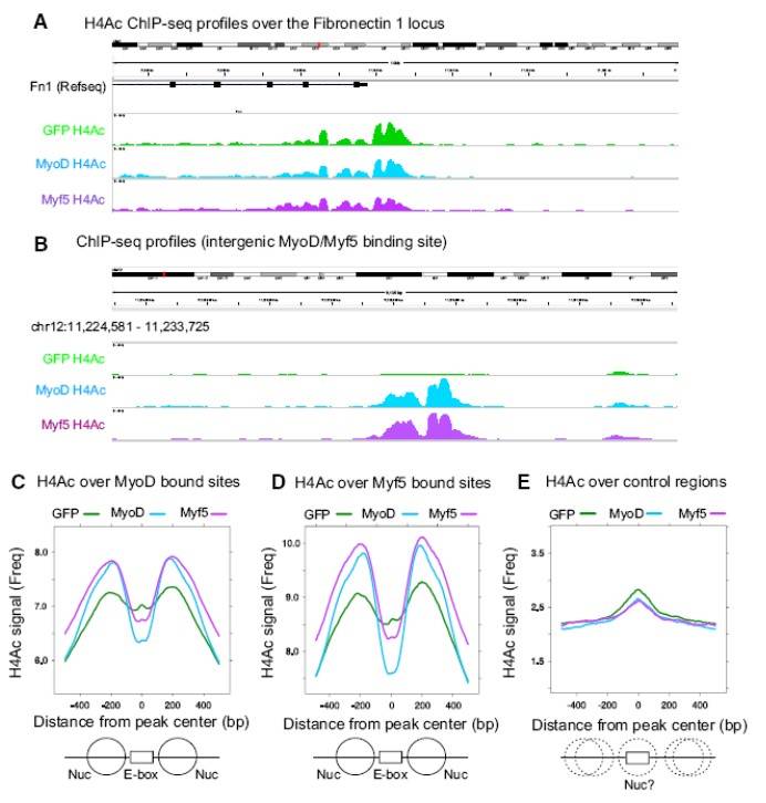 Histone H4 acetylation patterns induced by MyoD and Myf5 at promoter and intergenic regions analyzed.