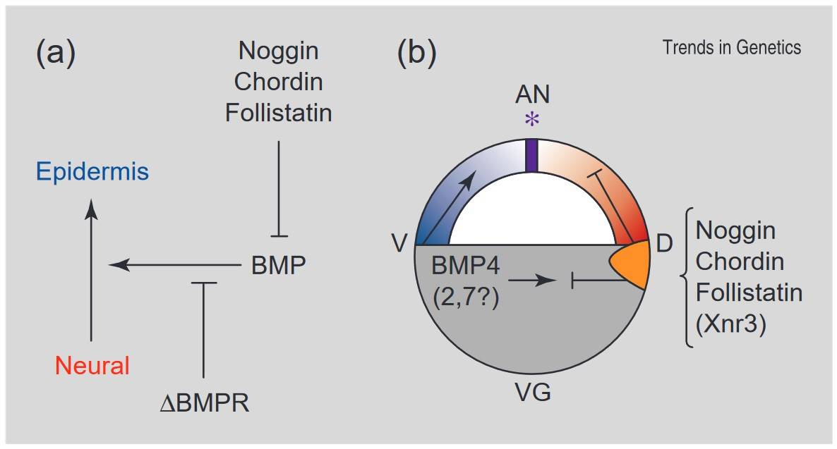 The neural induction default model in Xenopus explains BMP signaling regulation of neural differentiation.