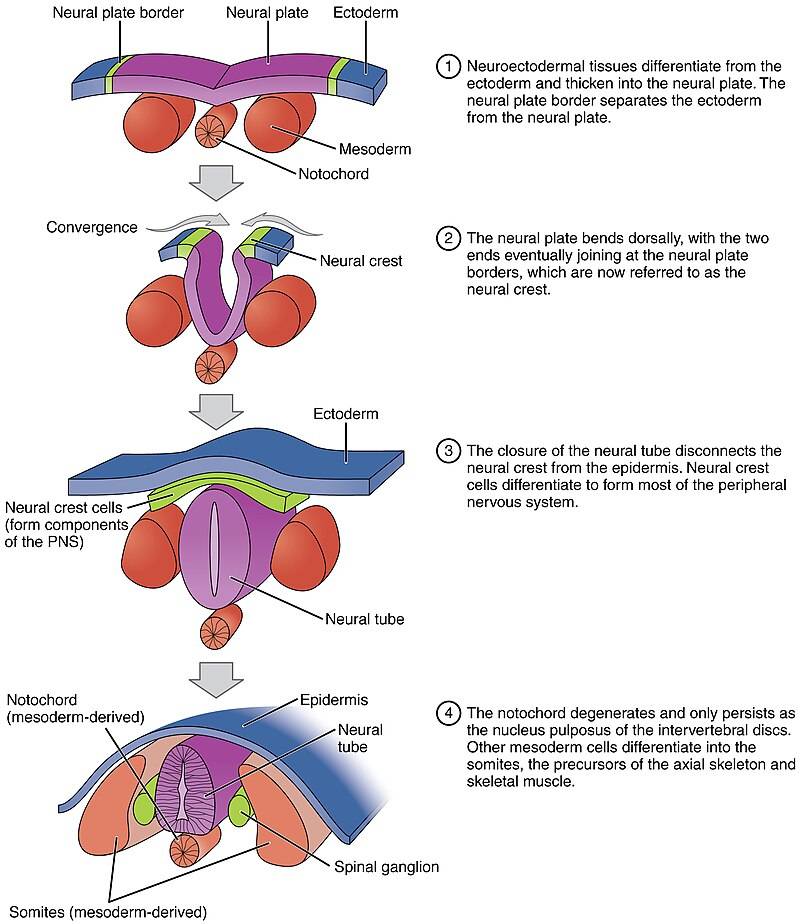 Processes of primary and secondary neurulation.