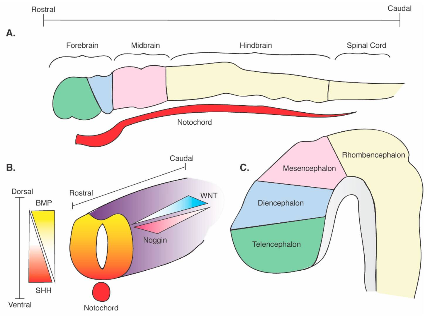 Schematic of neural tube formation, regional identity, and embryonic brain development.