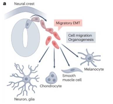 Neural crest differentiation induced by EMT into neurons, chondrocytes, smooth muscle cells, and melanocytes.