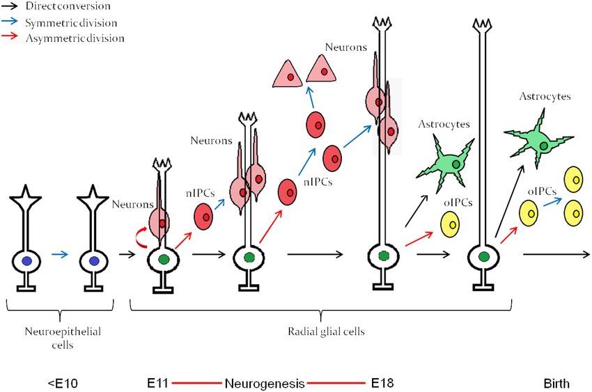 Embryonic neuroepithelial cells in the mouse neural tube give rise to neurons, astrocytes, and progenitor cells.