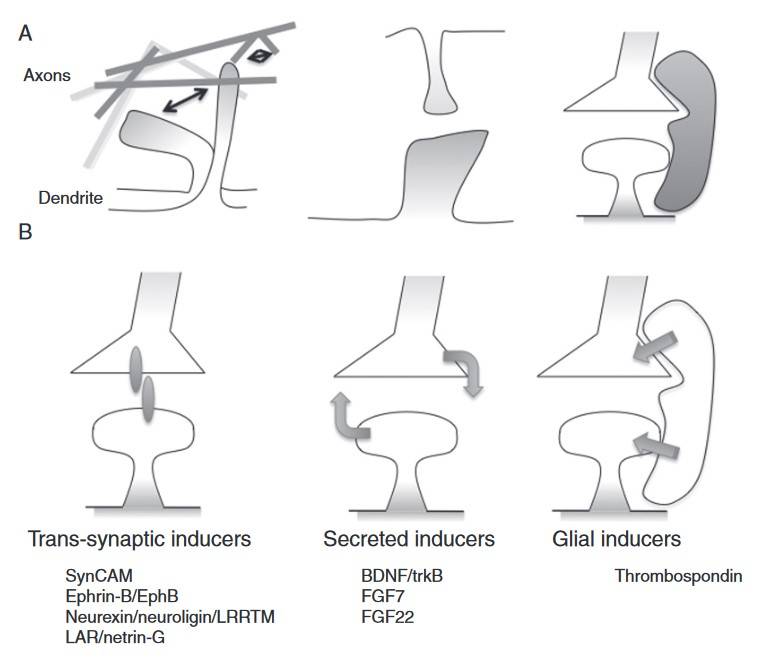 Excitatory synapse development involves axonal/dendritic filopodia, protein sets, and glial factors.