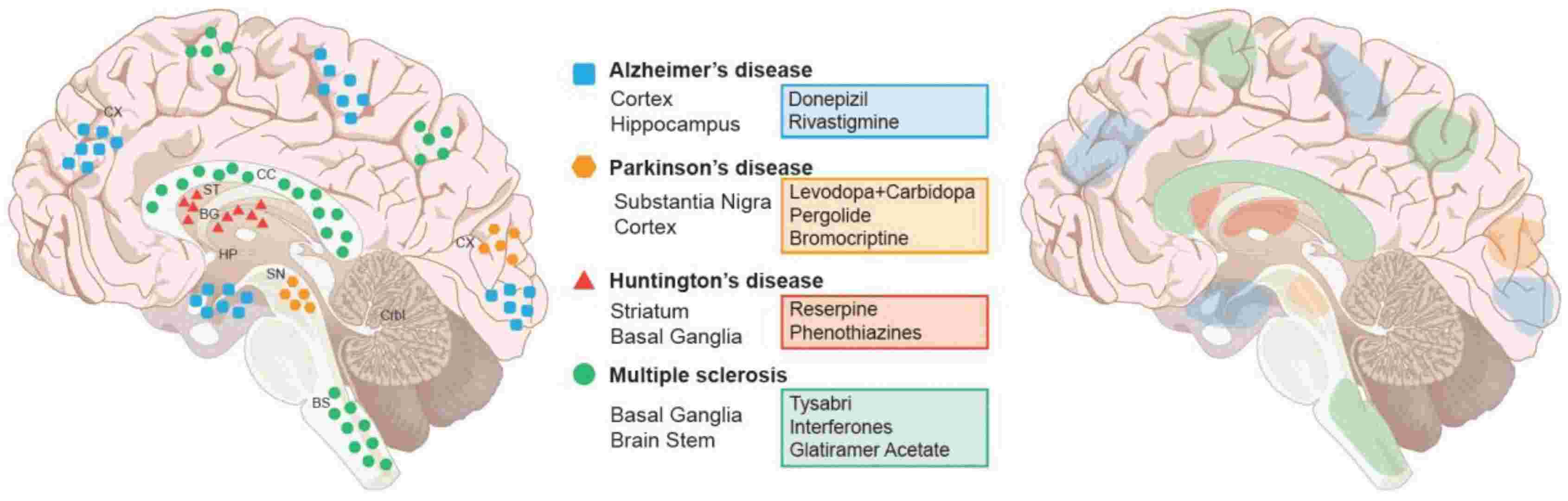 Major neurodegenerative diseases, brain regions, and current pharmacological treatments shown in the brain.