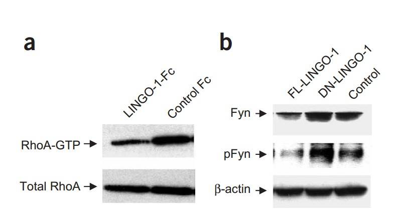 LINGO-1 antagonists regulate RhoA and Fyn in oligodendrocytes via western blotting detection.