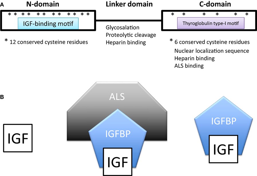 Domain structure of insulin-like growth factor-binding proteins (IGFBPs).