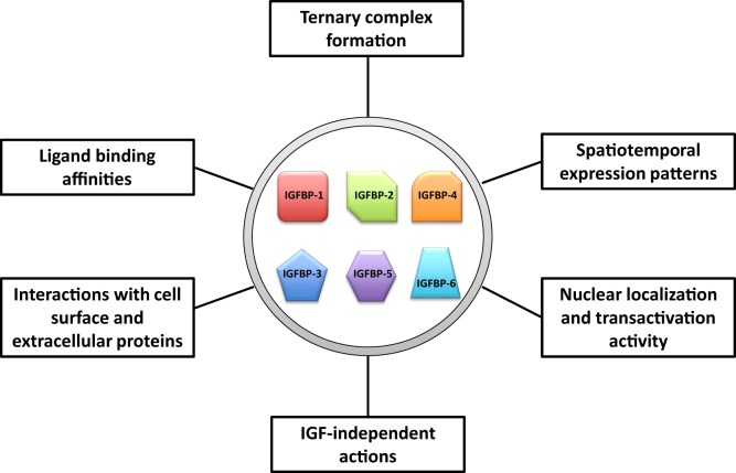 Major attributes of insulin-like growth factor-binding proteins (IGFBPs).