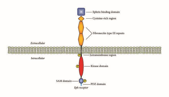 Domains in Eph receptors.