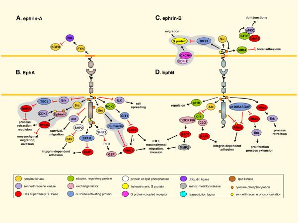 Tumor suppression through bidirectional signaling.