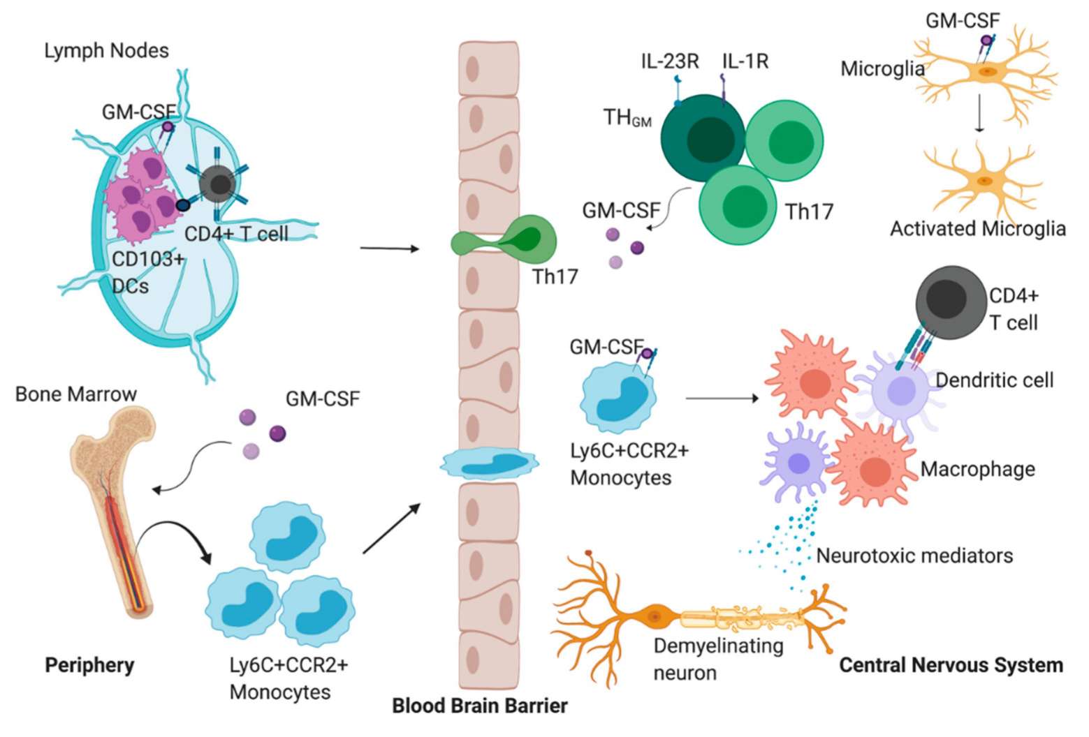 The proposed role of granulocyte-macrophage colony-stimulating factor (GM-CSF) during experimental autoimmune encephalomyelitis (EAE).