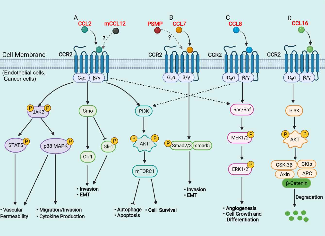 Schematic representation of signaling pathways in the liver of CCR2 and its ligands.