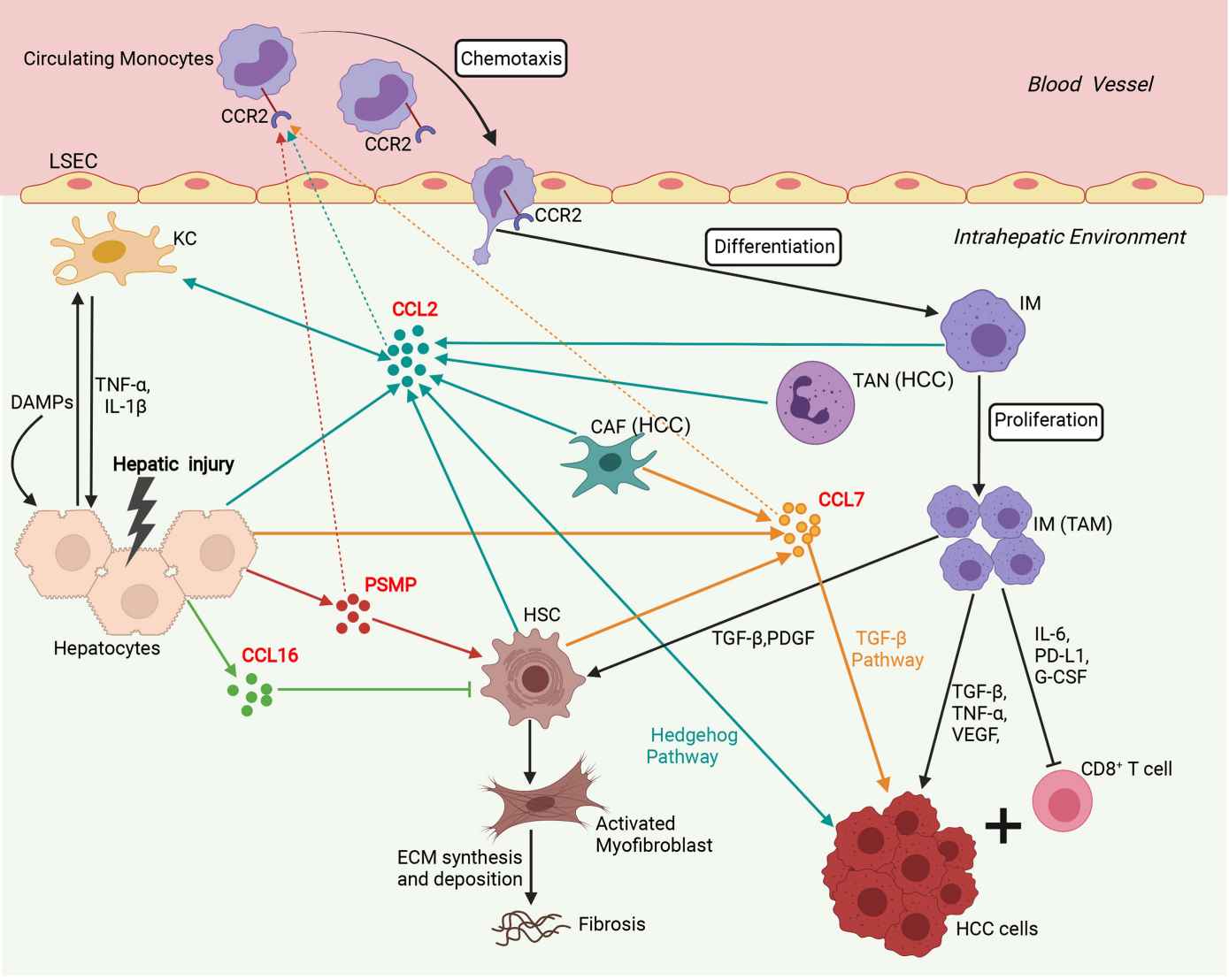 Involvement of the network of CCR2 and its ligands in regulation of immune mechanisms during liver injury, fibrosis and hepatocarcinogenesis.