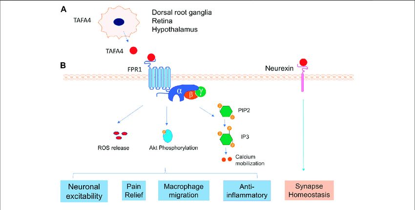 TAFA4 and its receptors interaction.