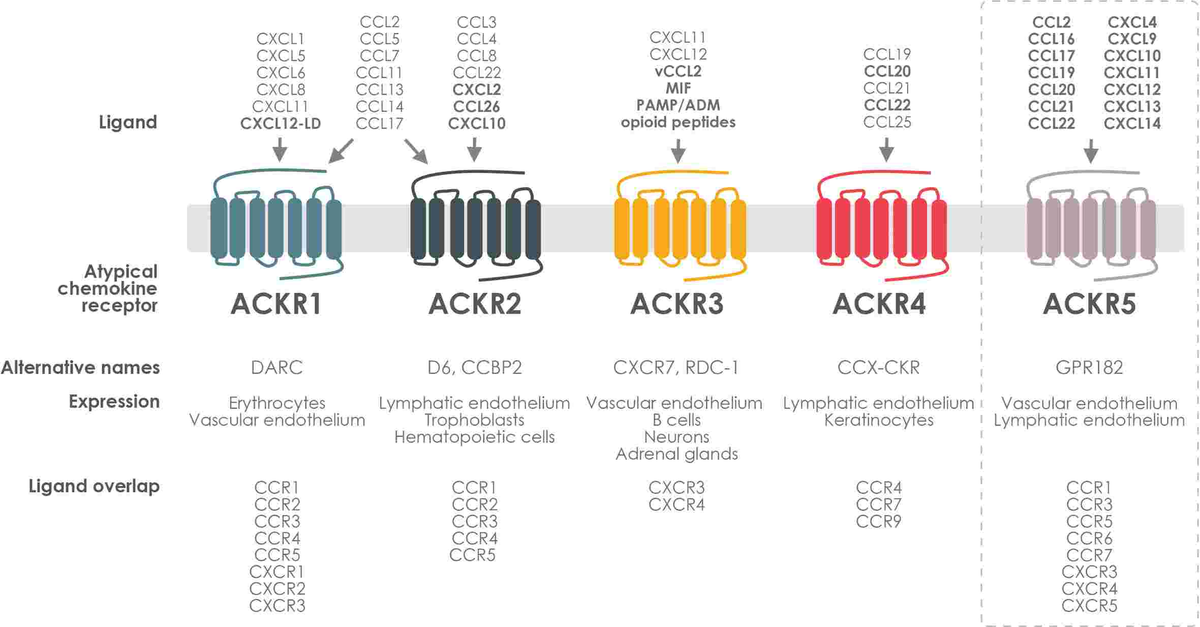 ACKR expression, ligand selectivity and crosstalk with classical chemokine receptors.